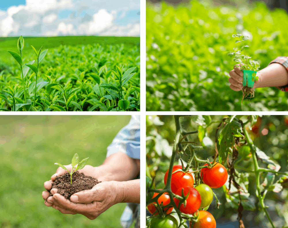 Ekhande Agro Fertilizers Pvt Ltd
