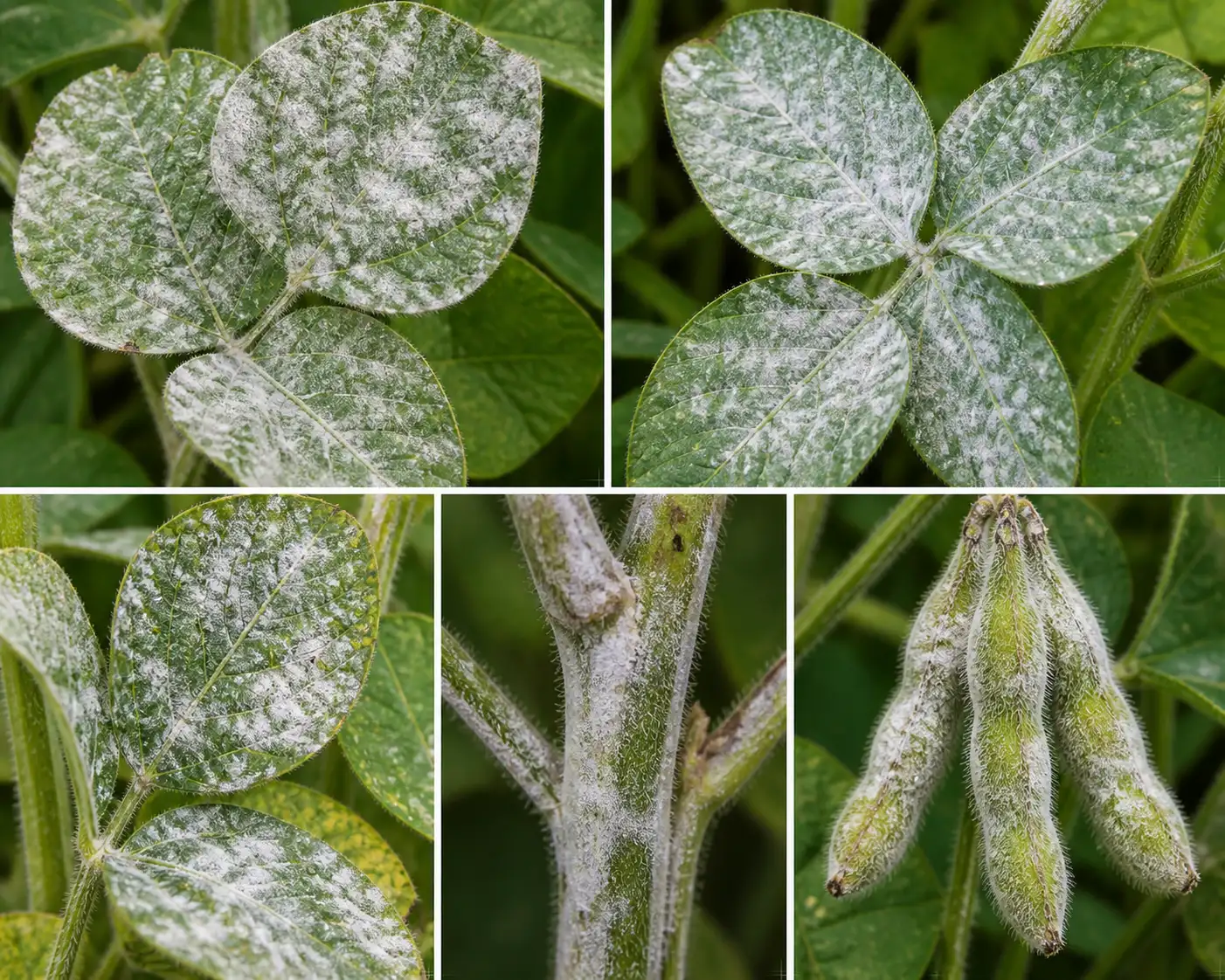 disease image