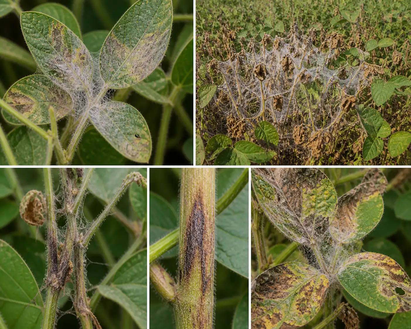 disease image