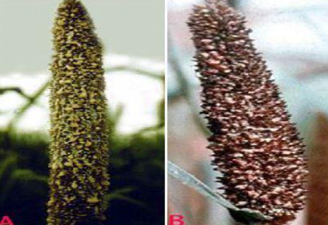disease image