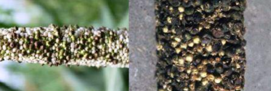 disease image