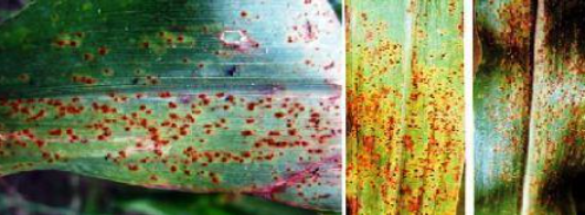 disease image