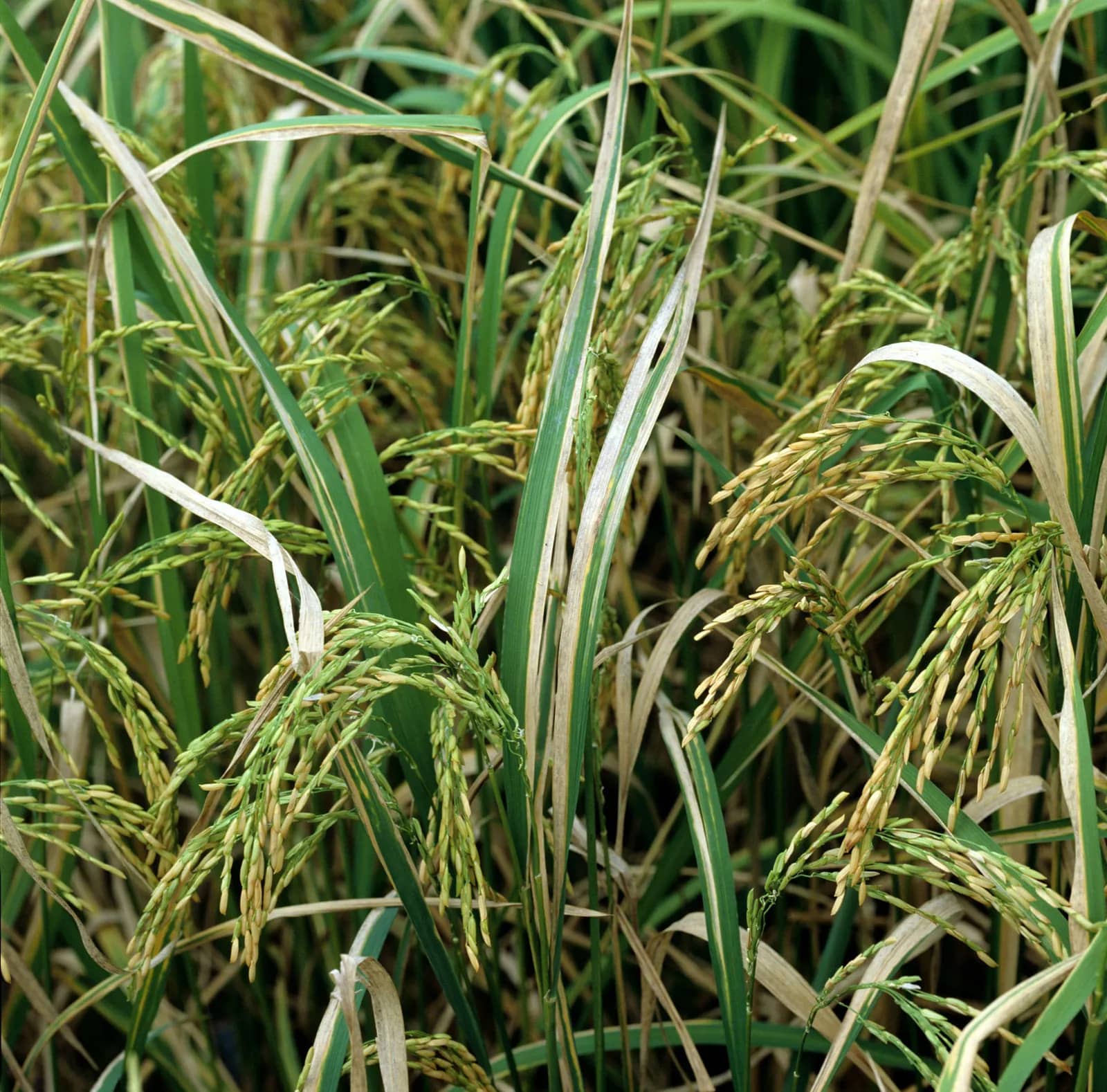 disease image